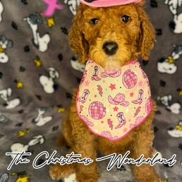 Snow - Goldendoodle puppy from Golden Life Doodles