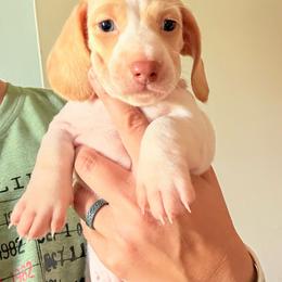Elly - Piebald female Dachshund puppy in Woodlake, California from Wild West Weenies