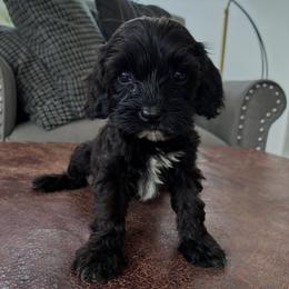 Tux - Black and white male Cavapoo puppy in Strasburg, Pennsylvania from Still Water Puppies