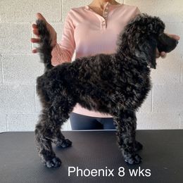 Poodle Puppies from Topsail Breeders