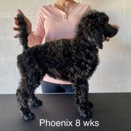 Poodle Puppies from Topsail Breeders