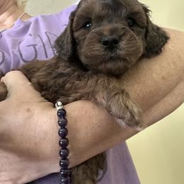 Cumin - Merle male Goldendoodle puppy in Waynesboro, Virginia from Forest Creek Kennel