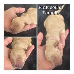 Pink - Golden female Golden Retriever puppy in Groveland, Florida from Daisy Lynn Goldens