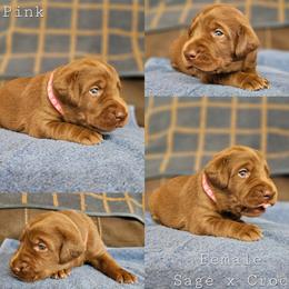 Pink Collar - Chocolate female Labrador Retriever puppy in Boyd, Minnesota from Lindley Labradors