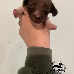 Moose - Piebald male Dachshund puppy in East Dover, Vermont from Audet’s Mini Dachshunds