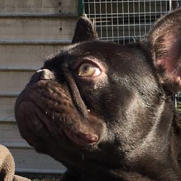 JoJo - French Bulldog