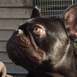 JoJo - French Bulldog