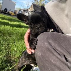 Baby Scruggs - Brindle male French Bulldog puppy in Pocomoke, Maryland from Black Water Frenchies