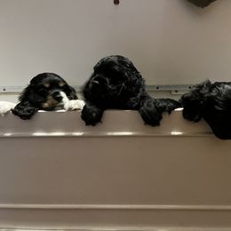 Cocker Spaniel All Grown Up from Gambles Cocker Spaniels