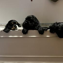 Cocker Spaniel All Grown Up from Gambles Cocker Spaniels