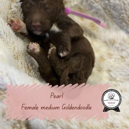 Reservation spot 7 - Chocolate female Goldendoodle puppy in Redmond, Oregon from Bourbon and Lace Doodles