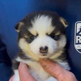 Artic - Black and white male Pomsky puppy in Spring Hill, Florida from PDQ Pomskies
