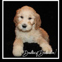 Goldendoodle Puppies from Lakeshore Doodles