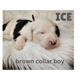 Ice - Black and white Sheepadoodle puppy in Egg Harbor City, New Jersey from Doodles by Starlight