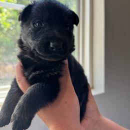 Apple pie - Bi-color female German Shepherd puppy in Salem, Virginia from Vom Kylohaus German Shepherds
