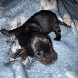 Beau - Black and tan male Dachshund puppy in Connersville, Indiana from MoonShine Babies