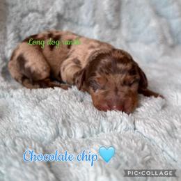 Chocolate chip - Dapple male Dachshund puppy in New Mexico from Long Dog Ranch