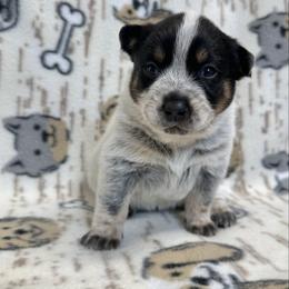 Kai - Blue female Australian Cattle Dog puppy in Olive Hill, Kentucky from Tompkins Farm