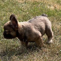 French Bulldog Puppies from Christie's Frenchies