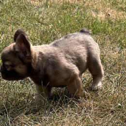 French Bulldog Puppies from Christie's Frenchies