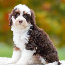 Donkey (chocolate tricolor socialization grad) - Chocolate merle male Bernedoodle puppy in Dundee, Ohio from Down Home Doodle
