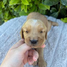 Yellow Collar Girl - Golden female Golden Retriever puppy in Salt Lake City, Utah from Deseret Peak Goldens