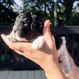 Brie - Black and white female Cavapoo puppy in Avon, Indiana from Puppylove for Doodles