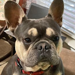 French Bulldog All Grown Up from Peach Pit Frenchies