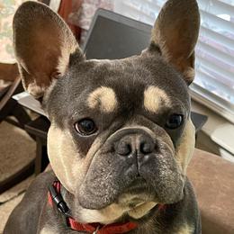 French Bulldog All Grown Up from Peach Pit Frenchies