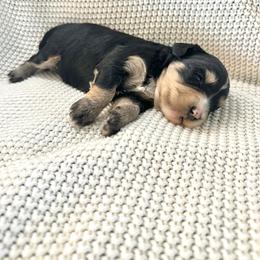 Lillie - Tri-color female Bernedoodle puppy in Leesport, Pennsylvania from Bechtel’s Doodles