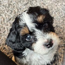 Cap - Black tri-color male Aussiedoodle puppy in Cedar Park, Texas from Lollipups Mini Aussiedoodles