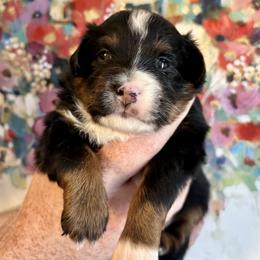Onyx - Black tri male Toy Australian Shepherd puppy in Covington, Louisiana from Corner Oak Aussies