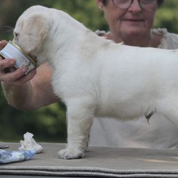 Labrador Retriever Puppies from Master Creek Labradors