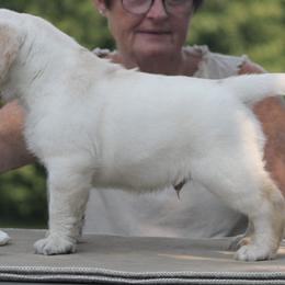 Labrador Retriever Puppies from Master Creek Labradors