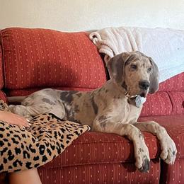 Great Dane Puppies from Dana's Danes