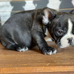 Boston Terrier, Companion Cross, and French Bulldog Puppies from High Plains French Bulldogs,Boston Terriers and Frenchtons.