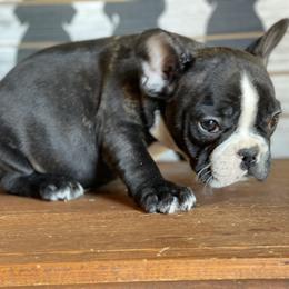 Boston Terrier, Companion Cross, and French Bulldog Puppies from High Plains French Bulldogs,Boston Terriers and Frenchtons.