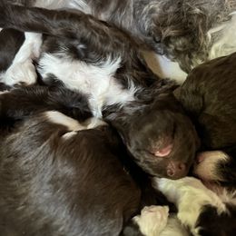 Labrador Retriever and Portuguese Water Dog Puppies from Hilltop Portuguese Water Dogs