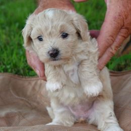 Cupcake - Champagne female Maltipoo puppy in Lebanon, Kentucky from Mosaic Merle Doodles