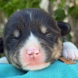 Susie - Black and tan female Pembroke Welsh Corgi puppy in Riverside, California from Four Aces Corgis