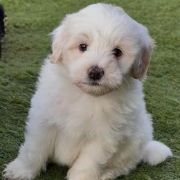 Zion - Fawn and white male Sheepadoodle puppy in Roseburg, Oregon from Sharon’s Sheepadoodle’s