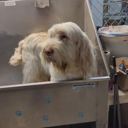 Truffle - White and orange female Spinone Italiano puppy in Albion, Michigan from Michigan Spinone