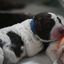 Lagotto Romagnolo Puppies from Northwest Lagotto