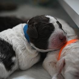 Lagotto Romagnolo Puppies from Northwest Lagotto