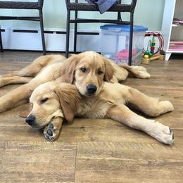 Golden Retriever Puppies from SwiftRiver Goldens