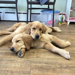 Golden Retriever Puppies from SwiftRiver Goldens