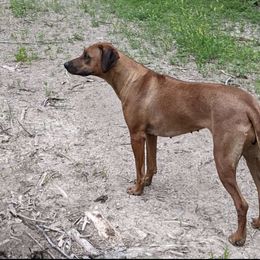 Maisy - Rhodesian Ridgeback