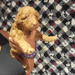 Hobey - Apricot female Goldendoodle puppy in Milwaukwe, Wisconsin from Wisconsin Doodles