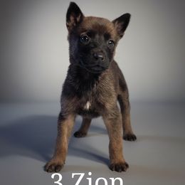 Belgian Malinois Puppies from k9defend
