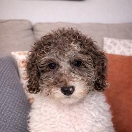 Milkyway - Merle male Cockapoo puppy in Connersville, Indiana from MoonShine Babies